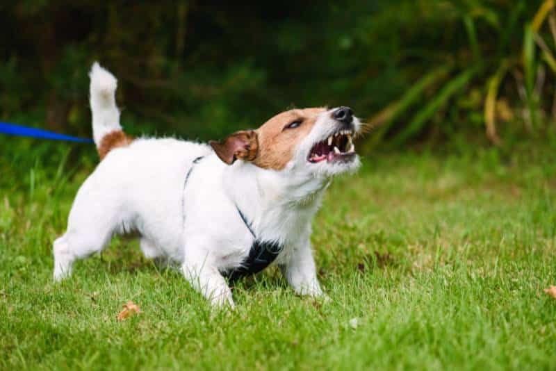 Angry barking dog